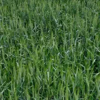 فروش زمین کشاورزی