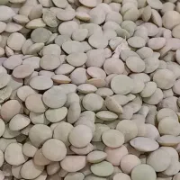 عدس