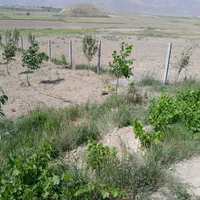 هرس درختان .تعویض خاک باغچه نصب حصار|خدمات باغبانی و درختکاری|اصفهان, بیدآباد|دیوار