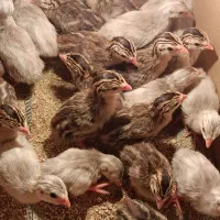جوجه سه سی ( مرغ شاخدار)