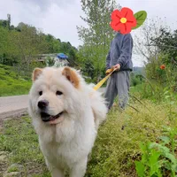 چاوچاوماده‌‌‌‌‌‌‌باتربیت