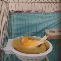 فروش قناری ماده کار|پرنده|داراب, |دیوار