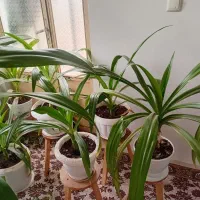 گل سوسن عنکبوتی