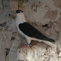 ساده
