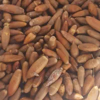 فروش بلوط تناژ بالا