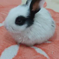 خرگوش کوچولو باهوش