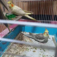 جفت عروس هلندی