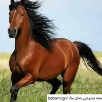 فروش اسب مادیان