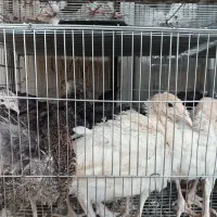 جوجه بوقلمون