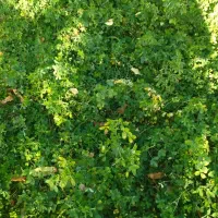 یونجه تازه یک ونیم طناب|لوازم جانبی حیوانات|نوشین شهر, |دیوار