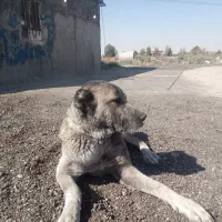 سگ افغانی ماده خطری