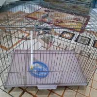 قفس مرغ عشق .قناری . فنچ .سهره .کبوتر  عروس هلندی