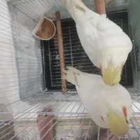 تعدادی عروس هلندی|پرنده|یزد, |دیوار