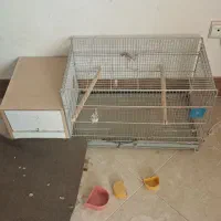 قفس عروس هلندی