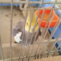 یک جفت عروس هلندی|پرنده|خمینی‌شهر, |دیوار