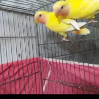 فروش طوطی کوتوله برزیلی