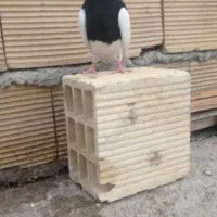 جوجه تازه دونخور شده نر هست خفت خفت عتیقه|پرنده|ایذه, |دیوار