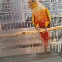 ماده ردچیک اورجینال بالغ سانچیک مونچیک گرینچیک