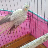 عروس هلندی|پرنده|صحنه, |دیوار