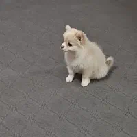 سگ پامر خرسی