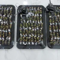 حلوا و رطب مجلسی مراسم ترحیم|خدمات پذیرایی، مراسم|کرمانشاه, |دیوار