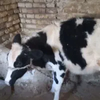 گوساله ۵ ماهه