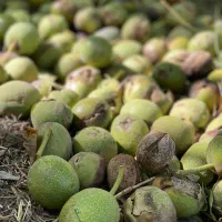 گردو و برنج