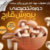 فرصت همکاری در زمینه پرورش قارچ با تسهیلات بانکی