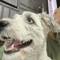 واگذاری شیتسو ماده