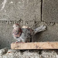 کفتر هفت رنگ|پرنده|صباشهر, |دیوار