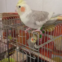 عروس هلندی سخنگو|پرنده|اصفهان, فجر|دیوار