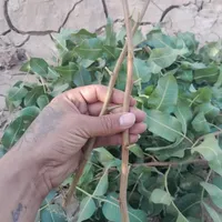 پیوند درخت پسته|خدمات باغبانی و درختکاری|تربت‌حیدریه, منظر|دیوار