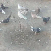 کبوتر پرشی|پرنده|شبستر, |دیوار