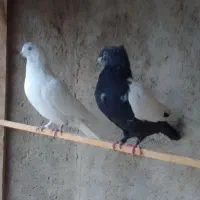 کله سار نر پرشی سینه سیاه ماده