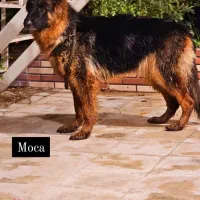 سگ‌ژرمن شپرد شولاین|سگ|کازرون, |دیوار