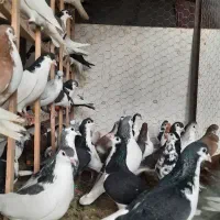 ۶۷تاساده همه پرشی