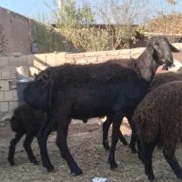 میش گوسفند چینی افغانی