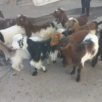 ۱۳ تا بزغاله دورگ پاکستانی بزرگ فقط امشب...