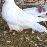 طوقی ودوکت، نراراکی،سرور، نوک ریز سینه ای|پرنده|اردکان, |دیوار