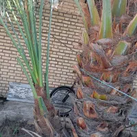 یک پاجوش برخی اصل برای فروش