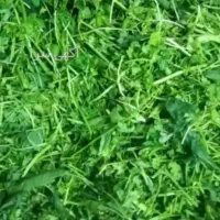 فروش انواع سبزی اماده با قیمت مناسب