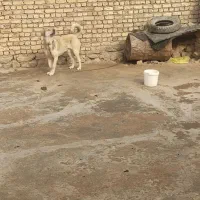 سگ‌ماده پژدر ۳سالشه .آماده جفت گیری .