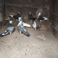 کفتر