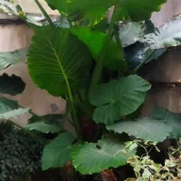 فروش گل بابا آدم پر برگ و زیبا