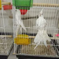 جفت عروس مولد استثنایی آلبینو