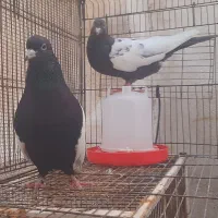 سینه سیاه نوک سفید سینه آبی سینه سرور