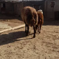 قوچافشاری|حیوانات مزرعه|هرسین, |دیوار