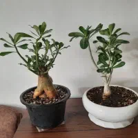 بنسای آدنیوم