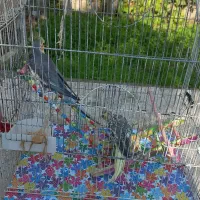 عروس،هلندی