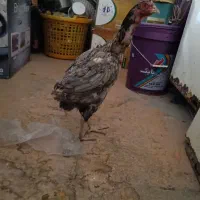 مرغ و خروس لاری افغان